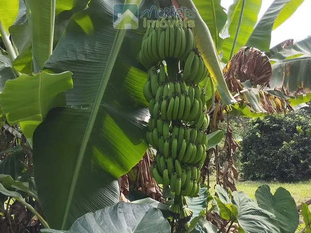 Imagem 3: Área à venda no bairro América de baixo - Morretes/PR, Rural