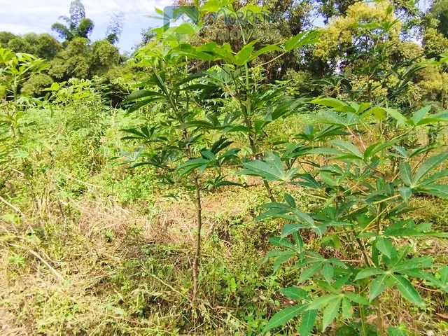 Imagem 9: Área à venda no bairro América de baixo - Morretes/PR, Rural