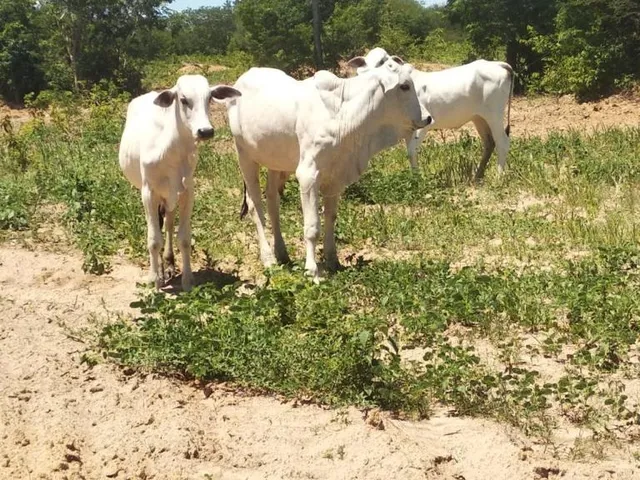 Imagem 12: Fazenda Dupla Aptidão para Venda em santa Rita de Cassia-Ba com 520 Hectares Sendo 400