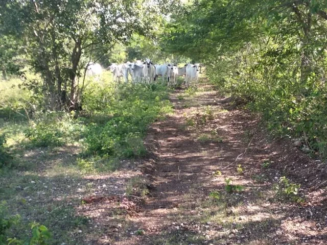 Imagem 13: Fazenda Dupla Aptidão para Venda em santa Rita de Cassia-Ba com 520 Hectares Sendo 400
