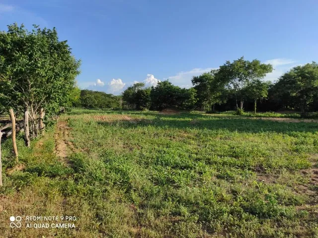 Imagem 8: Fazenda Dupla Aptidão para Venda em santa Rita de Cassia-Ba com 520 Hectares Sendo 400