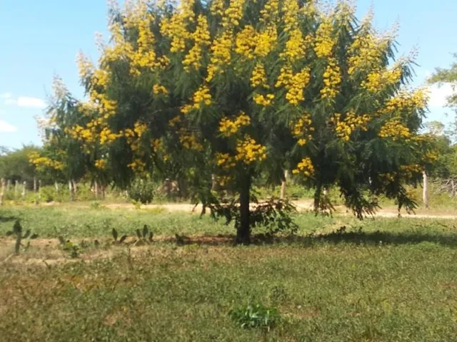 Imagem 5: Fazenda Dupla Aptidão para Venda em santa Rita de Cassia-Ba com 520 Hectares Sendo 400