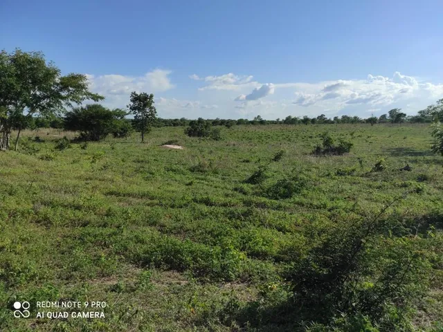 Imagem 16: Fazenda Dupla Aptidão para Venda em santa Rita de Cassia-Ba com 520 Hectares Sendo 400