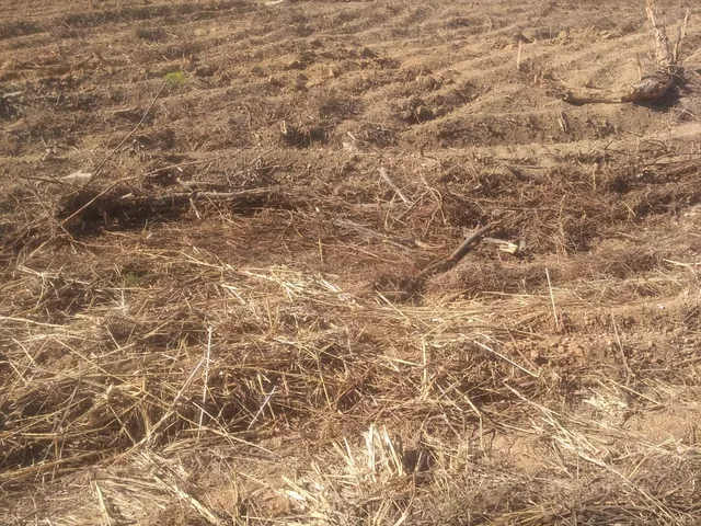 Imagem 2: Fazenda Dupla Aptidão para Venda em santa Rita de Cassia-Ba com 520 Hectares Sendo 400