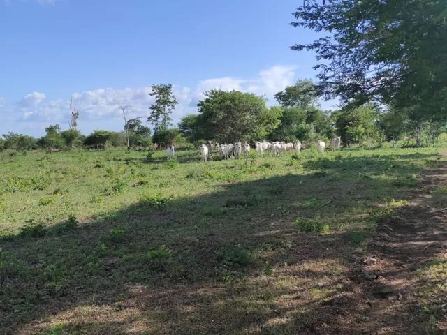 Imagem 3: Fazenda Dupla Aptidão para Venda em santa Rita de Cassia-Ba com 520 Hectares Sendo 400