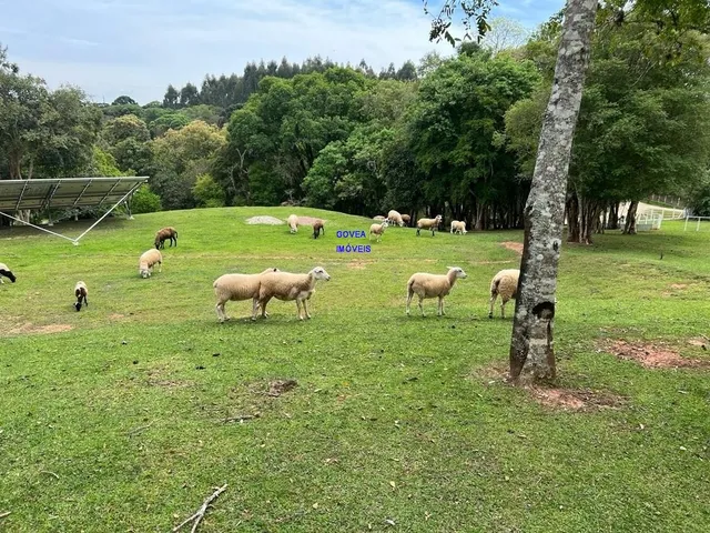 Imagem 4: CHÁCARA 3/7 ALQUEIRES, ALTO PRODUTIVA, LAZER, CONFORTO E TRANQUILIDADE COM ESTUFA