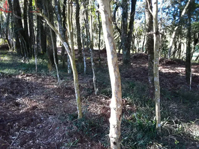 Imagem 5: Vende Chácara Comunidade Passo da Ilha