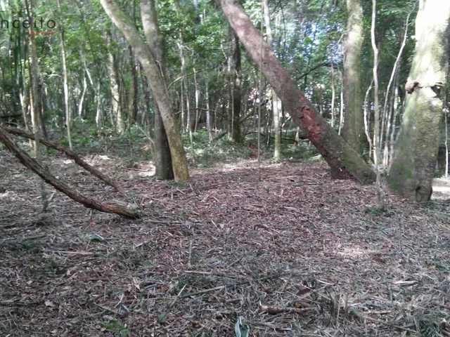 Imagem 8: Vende Chácara Comunidade Passo da Ilha