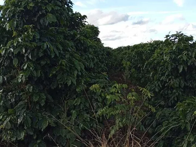 Imagem: Sítio à venda no bairro Centro - Campestre/MG