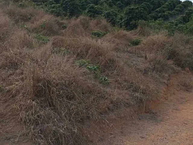 Imagem 5: Sítio à venda no bairro Centro - Campestre/MG