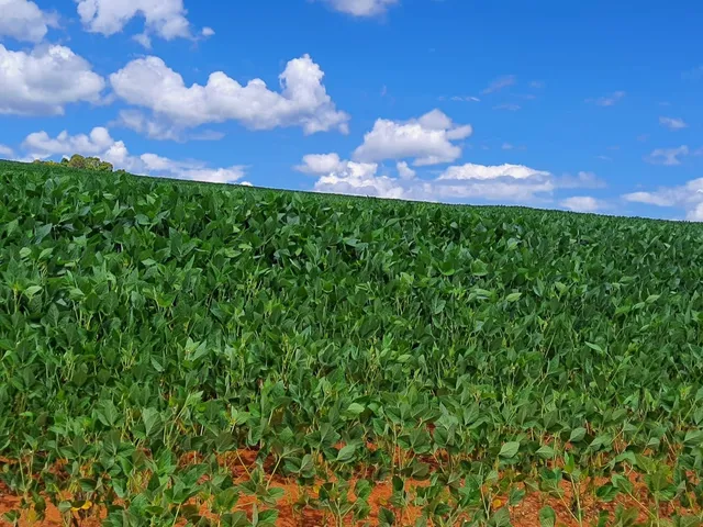 Imagem: Sitio para Venda na Região de Araxa-Mg