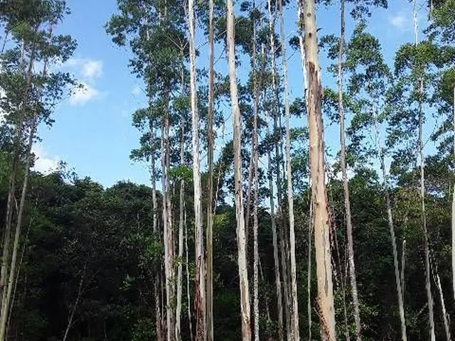 Imagem: Terreno para Sítio em Botuverá com Eucalipto