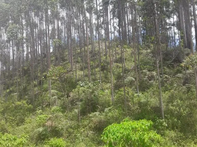 Imagem 4: Terreno para Sítio em Botuverá com Eucalipto Plantado