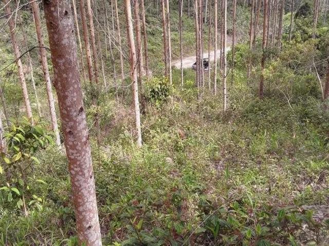 Imagem 3: Terreno para Sítio em Botuverá com Eucalipto Plantado