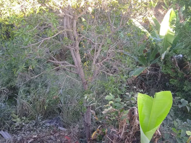 Imagem 7: Linda Casa Com Piscina no Bairro Ipê Amarelo