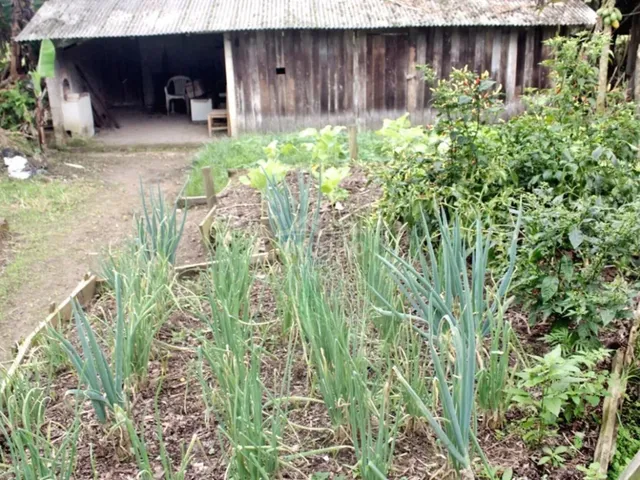 Imagem 9: Sítio com amplo terreno
