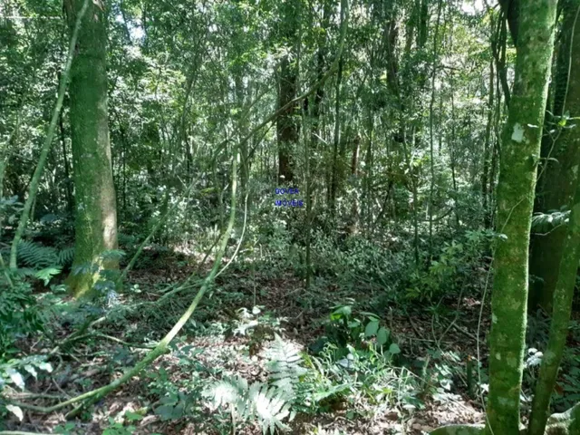 Imagem 6: CHÁCARA 7 MILM², ESCRITURADA, ACEITA VEICULO, ESTUDA PERMUTA OU PARCELAMENTO C