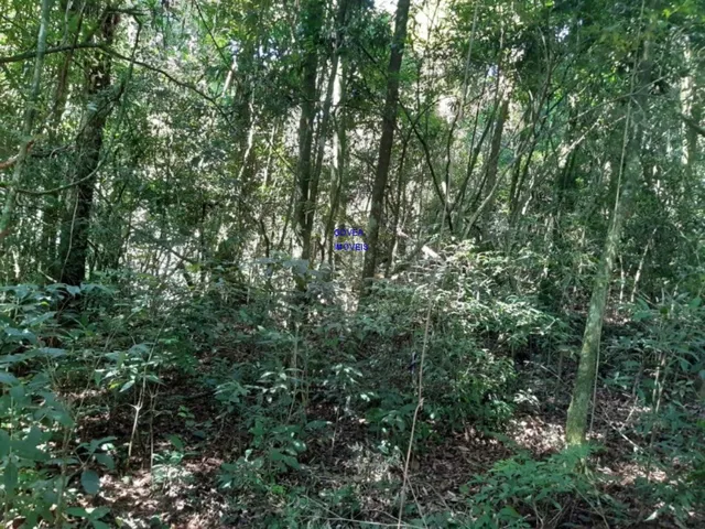 Imagem 10: CHÁCARA 7 MILM², ESCRITURADA, ACEITA VEICULO, ESTUDA PERMUTA OU PARCELAMENTO C