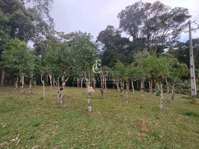 Imagem 5: Chácara à venda em Piraquara, Roça Nova, 20000m²