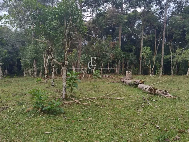 Imagem 13: Chácara à venda em Piraquara, Roça Nova, 20000m²