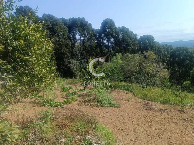 Imagem 14: Chácara em Vila Campesi, Campo Largo/PR
