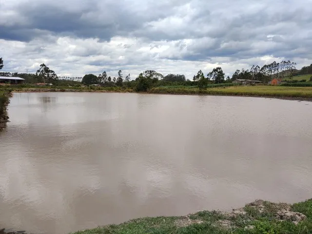 Imagem 10: LINDO SITIO COM 24.000 M² COM CASA, LAGOA, POMAR DE FRUTAS, LOCALIDADE DE MIRADOR RIO