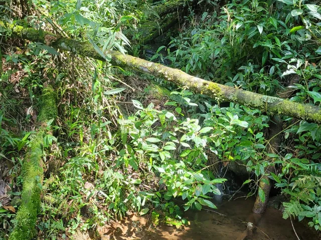 Imagem 16: LINDO SÍTIO DE 18 HECTARES, EM BOCAINA DE MINAS, COM MUITA ÁGUA E LINDA MATA