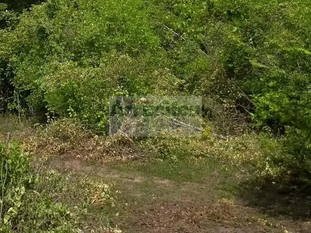 Imagem: Fazenda santa Izabel (20 Ha