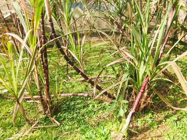 Imagem 6: Casa à venda em Morretes/PR