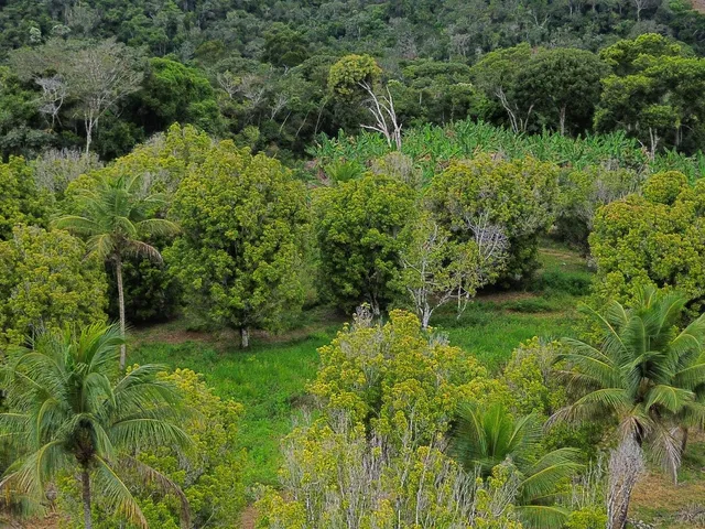 Imagem: Fazenda em Jequiriçá, Valença/BA