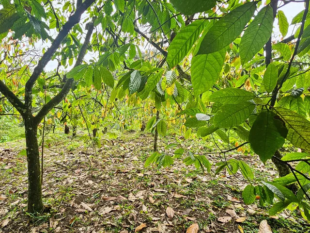 Imagem 2: Fazenda em Jequiriçá, Valença/BA