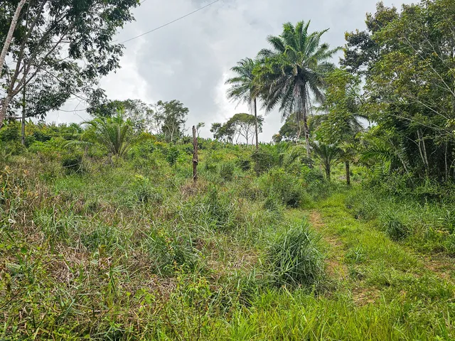Imagem 4: Fazenda em Jequiriçá, Valença/BA