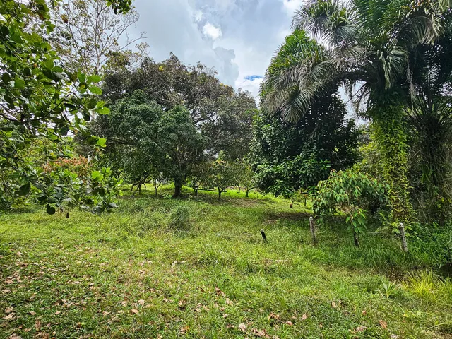 Imagem 7: Fazenda em Jequiriçá, Valença/BA