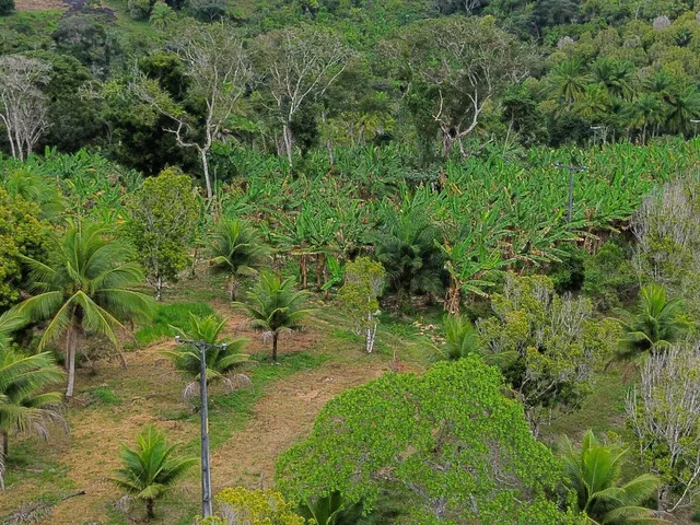 Imagem 14: Fazenda em Jequiriçá, Valença/BA
