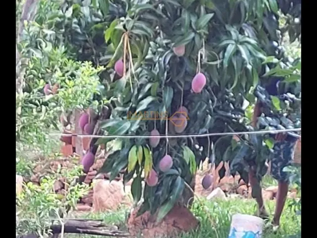 Imagem 6: Rancho à venda no bairro Zona Rural - Araguari/MG