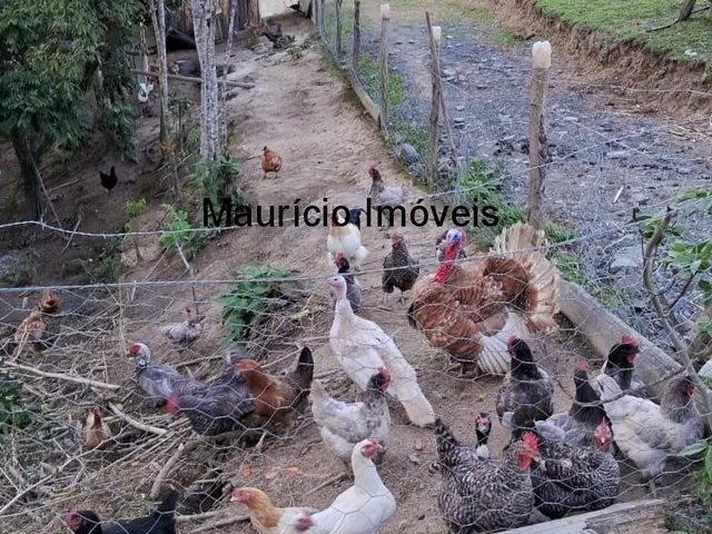 Imagem 13: Sítio com plantio de uvas, 3,4 hectares, Chapadão do Lageado, S.C. com casa mista 3