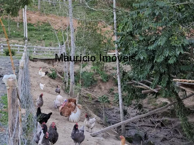 Imagem 12: Sítio com plantio de uvas, 3,4 hectares, Chapadão do Lageado, S.C. com casa mista 3