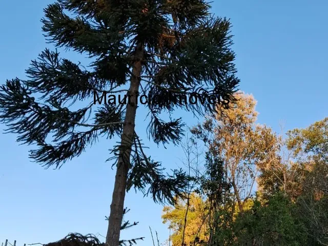 Imagem 10: Sítio com plantio de uvas, 3,4 hectares, Chapadão do Lageado, S.C. com casa mista 3