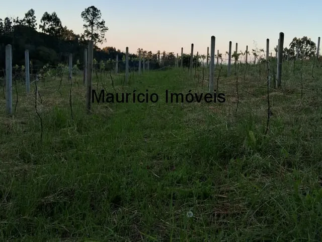 Imagem 8: Sítio com plantio de uvas, 3,4 hectares, Chapadão do Lageado, S.C. com casa mista 3