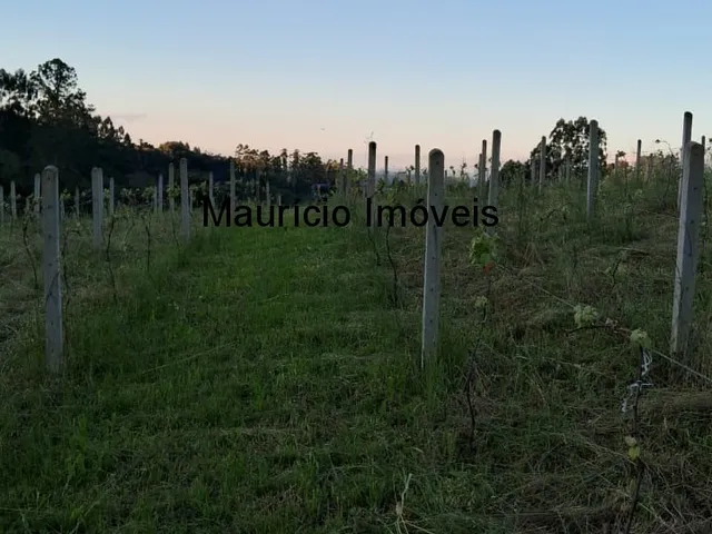 Imagem 1: Sítio com plantio de uvas, 3,4 hectares, Chapadão do Lageado, S.C. com casa mista 3