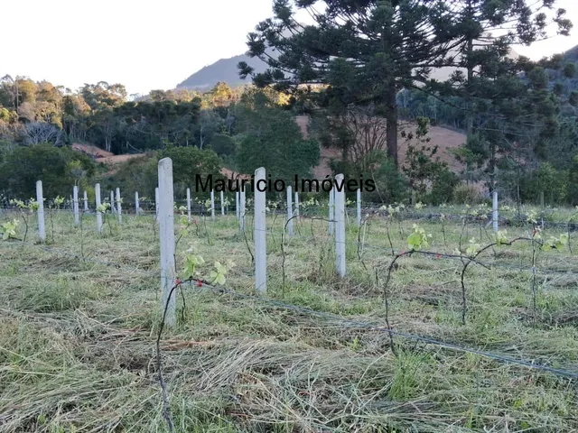 Imagem 11: Sítio com plantio de uvas, 3,4 hectares, Chapadão do Lageado, S.C. com casa mista 3