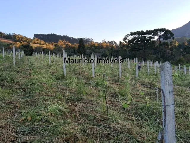 Imagem 9: Sítio com plantio de uvas, 3,4 hectares, Chapadão do Lageado, S.C. com casa mista 3