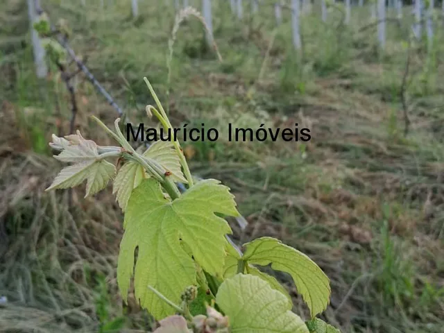 Imagem 2: Sítio com plantio de uvas, 3,4 hectares, Chapadão do Lageado, S.C. com casa mista 3