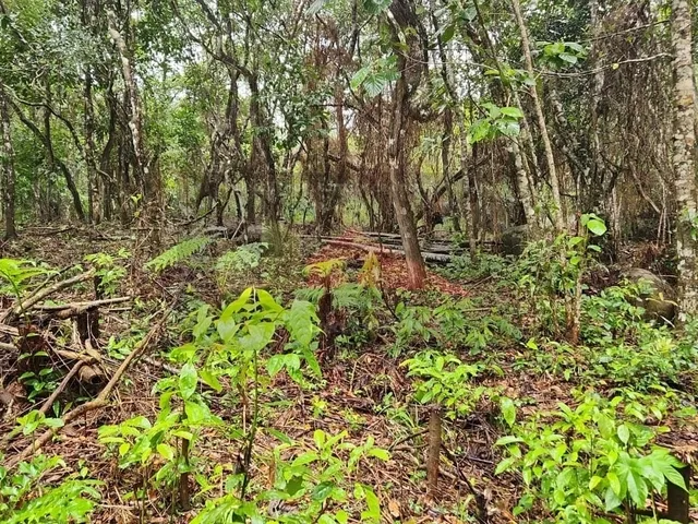 Imagem 8: Amplo terreno à venda no bairro Ratones, Florianópolis/SC