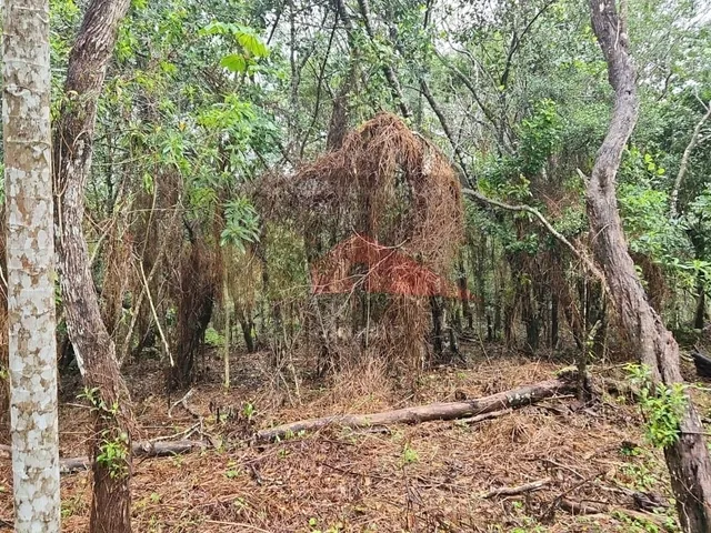 Imagem 12: Amplo terreno à venda no bairro Ratones, Florianópolis/SC
