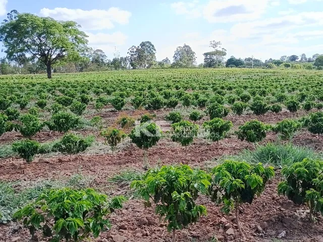 Imagem 5: Sítio a Venda em Minas Gerais- Mg