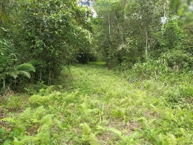 Imagem: Área à venda no bairro Barreiros - Morretes/PR