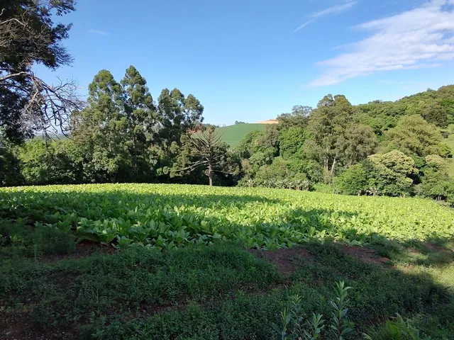 Imagem: Área Rural a Venda em Chapecó Sc