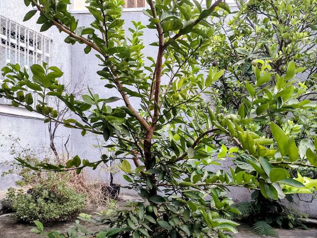 Imagem 13: Sobrado À Venda em Taboão da Serra, Jardim Bontempo, com 2 Quartos, 104M²