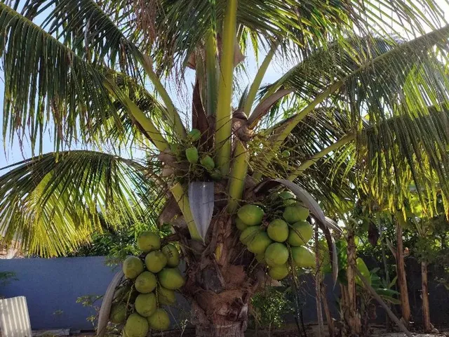 Imagem 2: Casa de Praia Sauípe